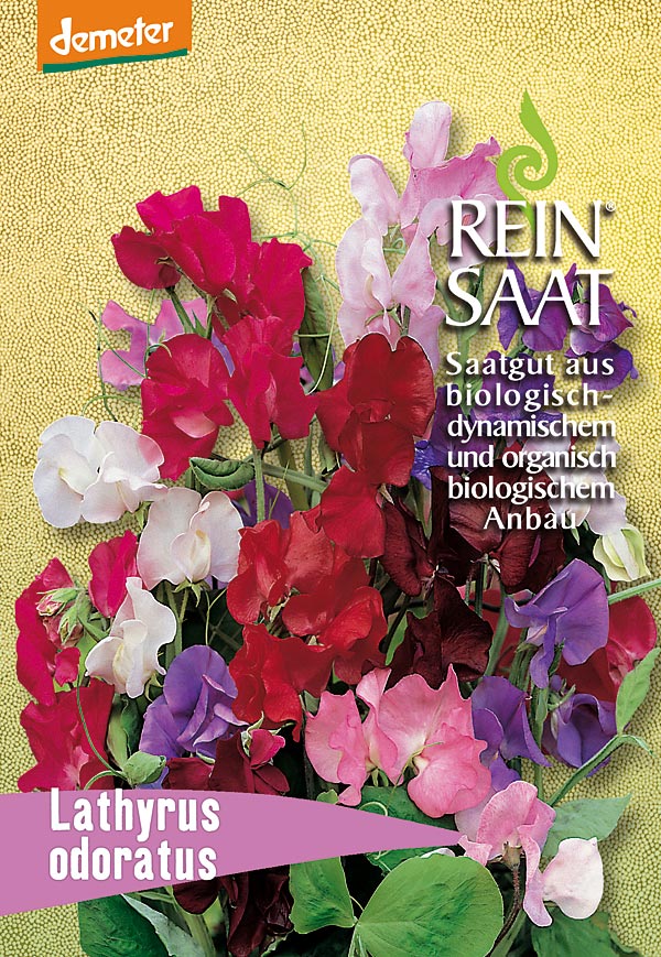 sonnenblumen saatgut 25 kg Bio-Saatgut Sonnenblume 'Chocolate Cherry'