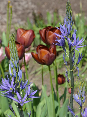 Kupferrote Tulpen mit blauen Prärielilien