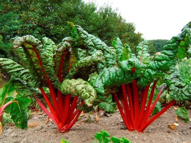 Bio-Saatgut Mangold 'Feurio' - raimund Biogartenbedarf