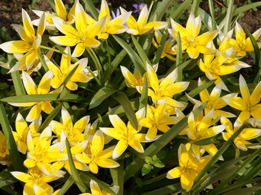 Wildtulpe Tulipa tarda - gelb mit weißem Rand, mehrblütig