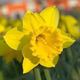 Narcissus Tete a Tete - Narzissen-Zwiebeln - Blumenzwiebelversand