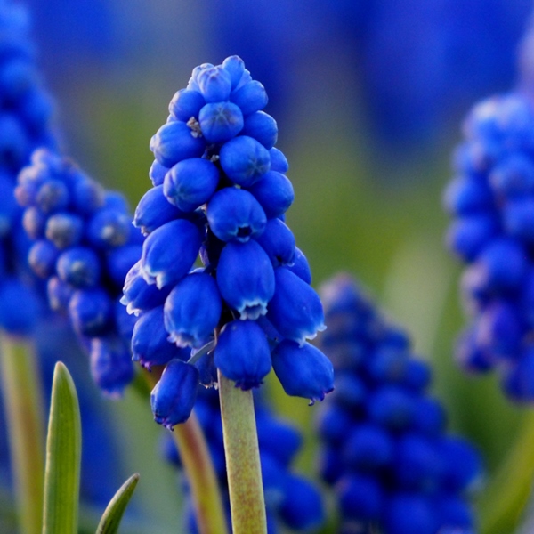 Muscari Armeniacum Traubenhyazinthe Bio Blumenzwiebeln Raimund Biogartenbedarf Biogartenversand