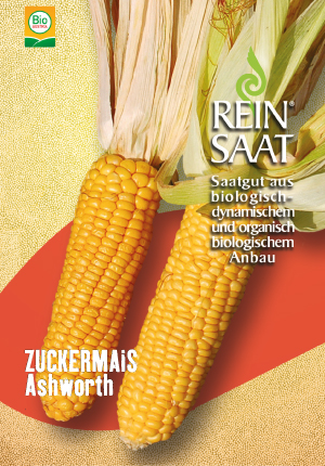 Bio-Saatgut Zuckermais 'Ashworth' - raimund Biogartenbedarf