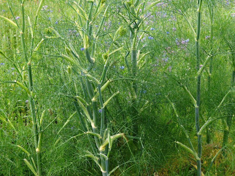 Bio-Saatgut Gewrzfenchel - raimund Biogartenbedarf