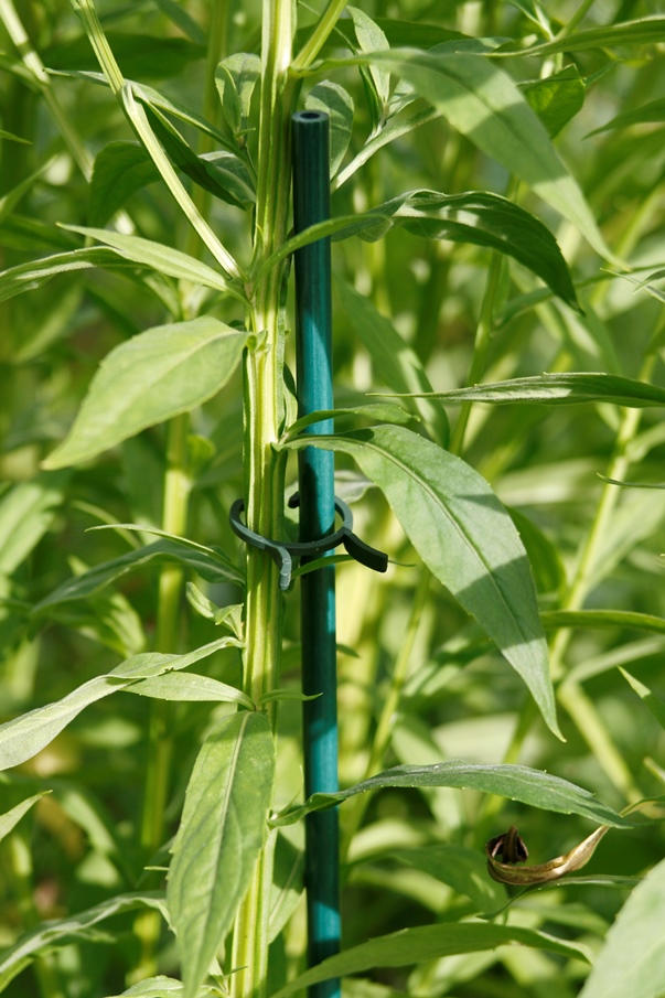 Glasfaser-Pflanzstab als Staudenstütze für Sonnenbraut / Helenium - Marke Vinotto®