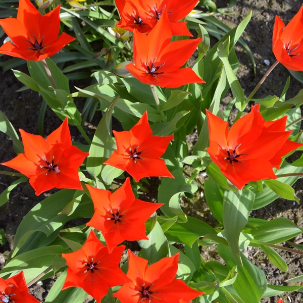 TULIPANO PRAESTANS ZWANENBURG CONFEZIONE DA 25