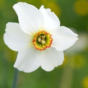 Bio-Narzissen - Dichternarzisse - Narcissus poeticus var. recurvus