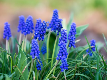 Muscari armeniacum - zur Verwilderung - Traubenhyazinthen