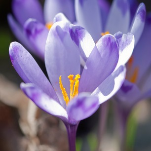 Crocus tommasinianus - zur Verwilderung - Botanischer Krokus
