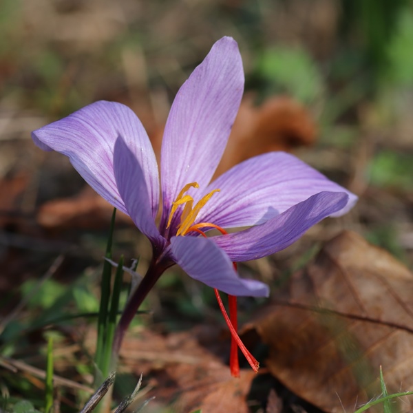 herbstblühende Blumenzwiebeln ab 15.9. bestellen