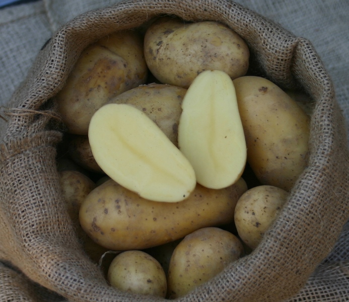 PFLANZKARTOFFEL ANNABELLE 2,5 kg Pflanzkartoffeln zertifiziert Saatkartoffel
