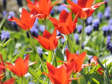 Wildtulpe Tulipa praestans Zwanenburg - orangescharlach, mehrblütig