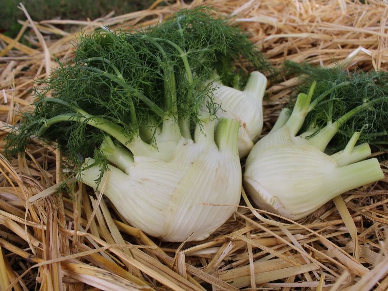 Bio-Saatgut Knollenfenchel 'Lorenzo' - raimund Biogartenbedarf