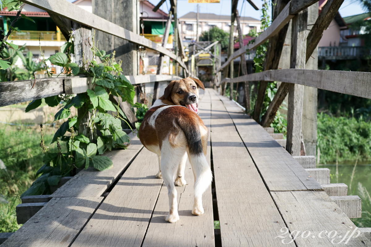 橋ですれ違った犬に微笑まれた。実家の老犬は元気にしているだろうか。