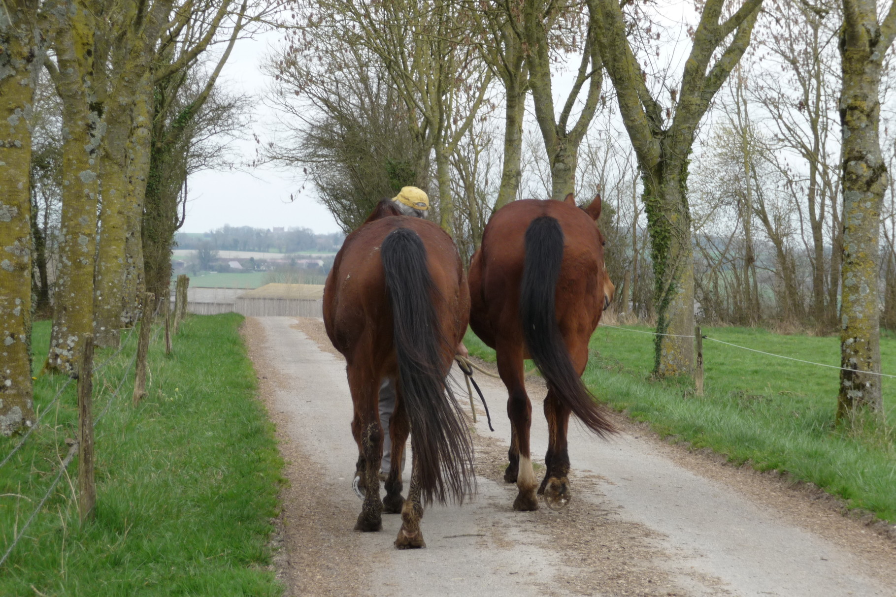 Balade à cheval autour de la ferme