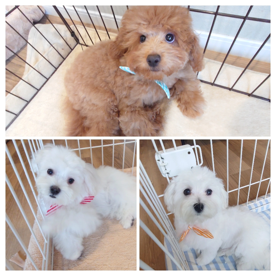 写真を押すと 子犬の詳細ページへ