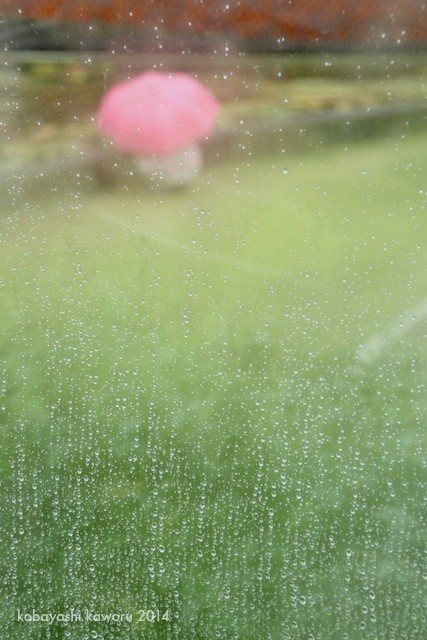 クローズアップ０１:雨に咲く