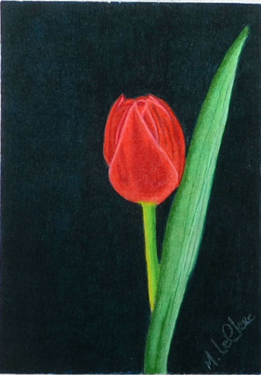 Tulipe printanière