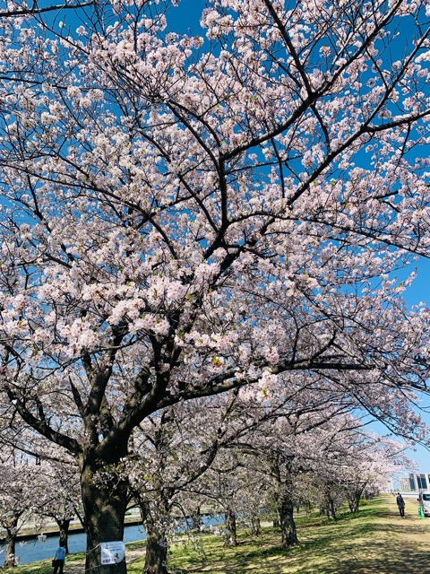 vol.643】 桜満開 - スモールジムfine（ファイン）