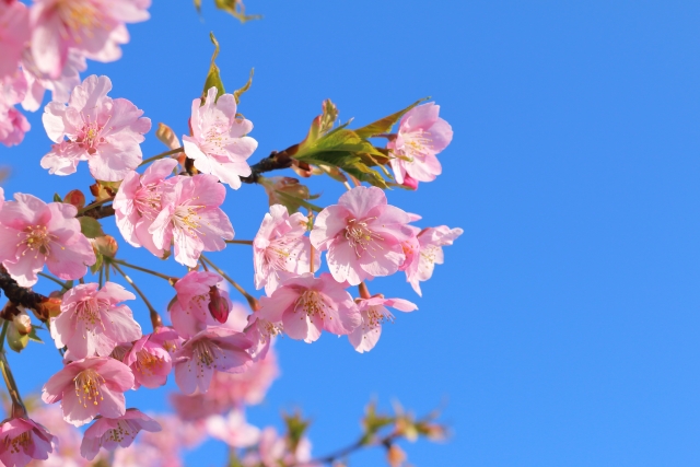 桜