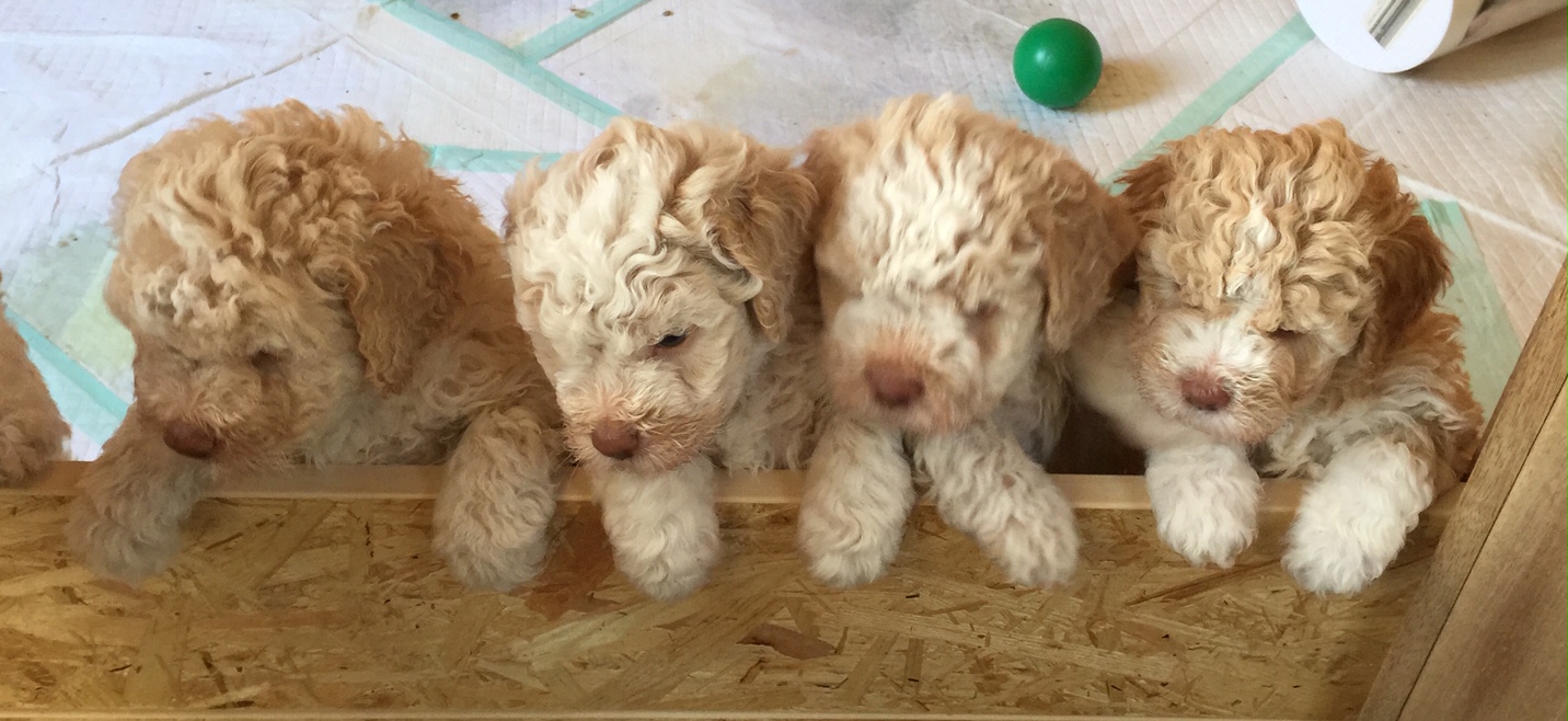 Unser C Wurf Lagotto Romagnolo Italienische Truffelhundezucht In Hamburg