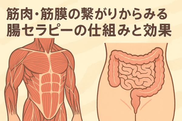 筋肉・筋膜の繋がりからみる腸セラピーの仕組みと効果