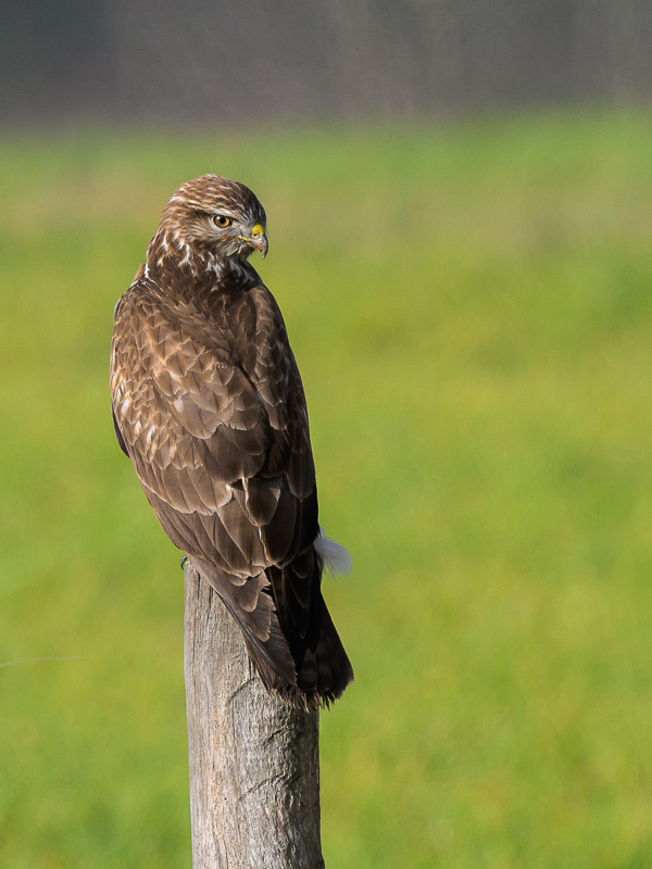 Buse variable