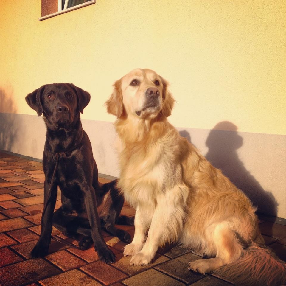 Murphy und Ally