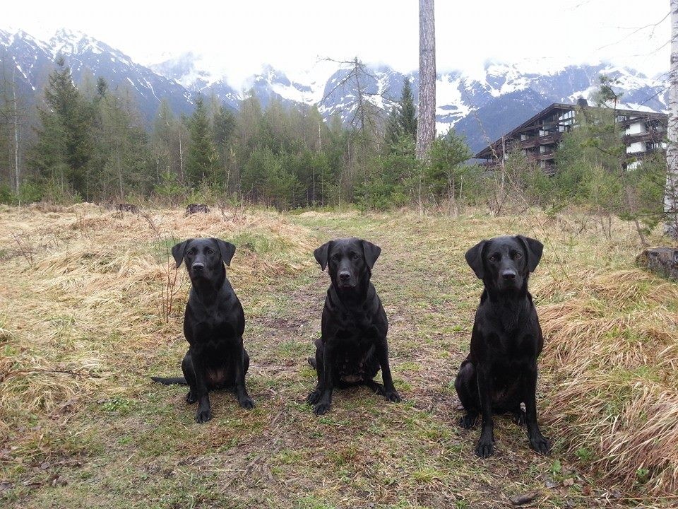 Baileys (1 Jahr) mit Mama Ivy und Halbschwester Sage