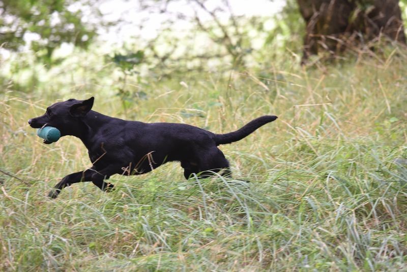 Django beim WT mit 1.5 Jahren - Foto: Dr. Georg Mittelbach - www.image-fotowelt.de