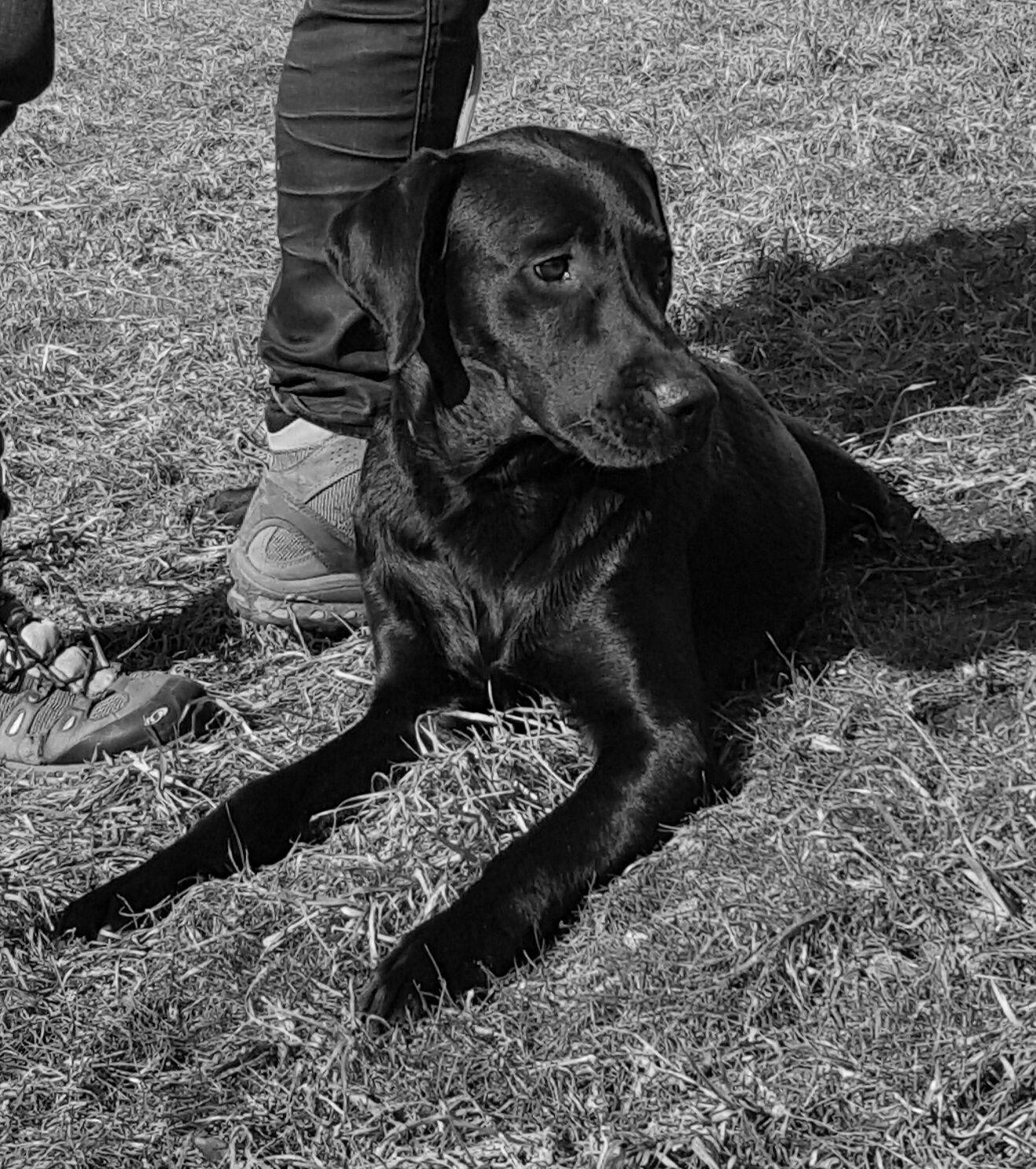 Darwin mit über 9 Monaten ganz entspannt im Training