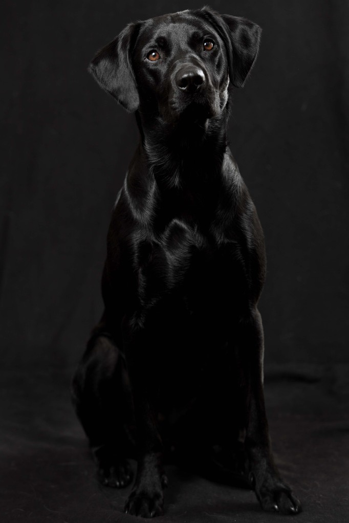Sage beim Fotoshooting (Dez/2013)