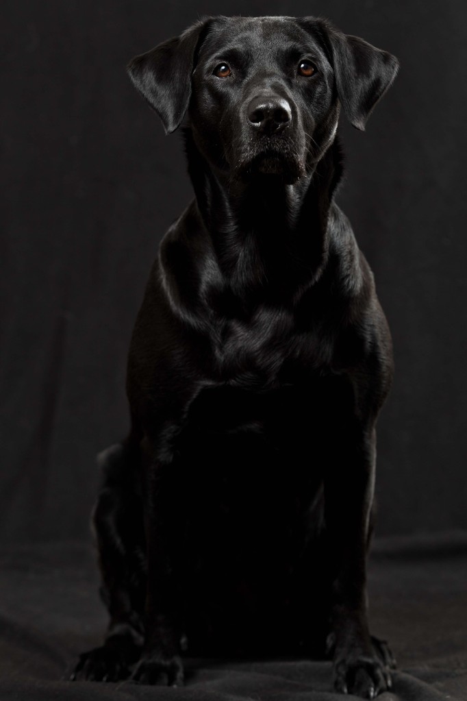 Ivy beim Fotoshooting (Dez/2013)