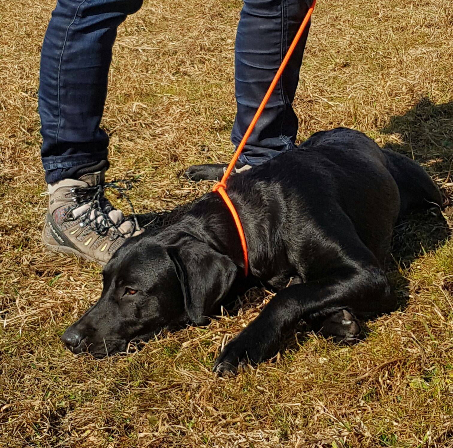 Darwin mit über 9 Monaten ganz entspannt im Training