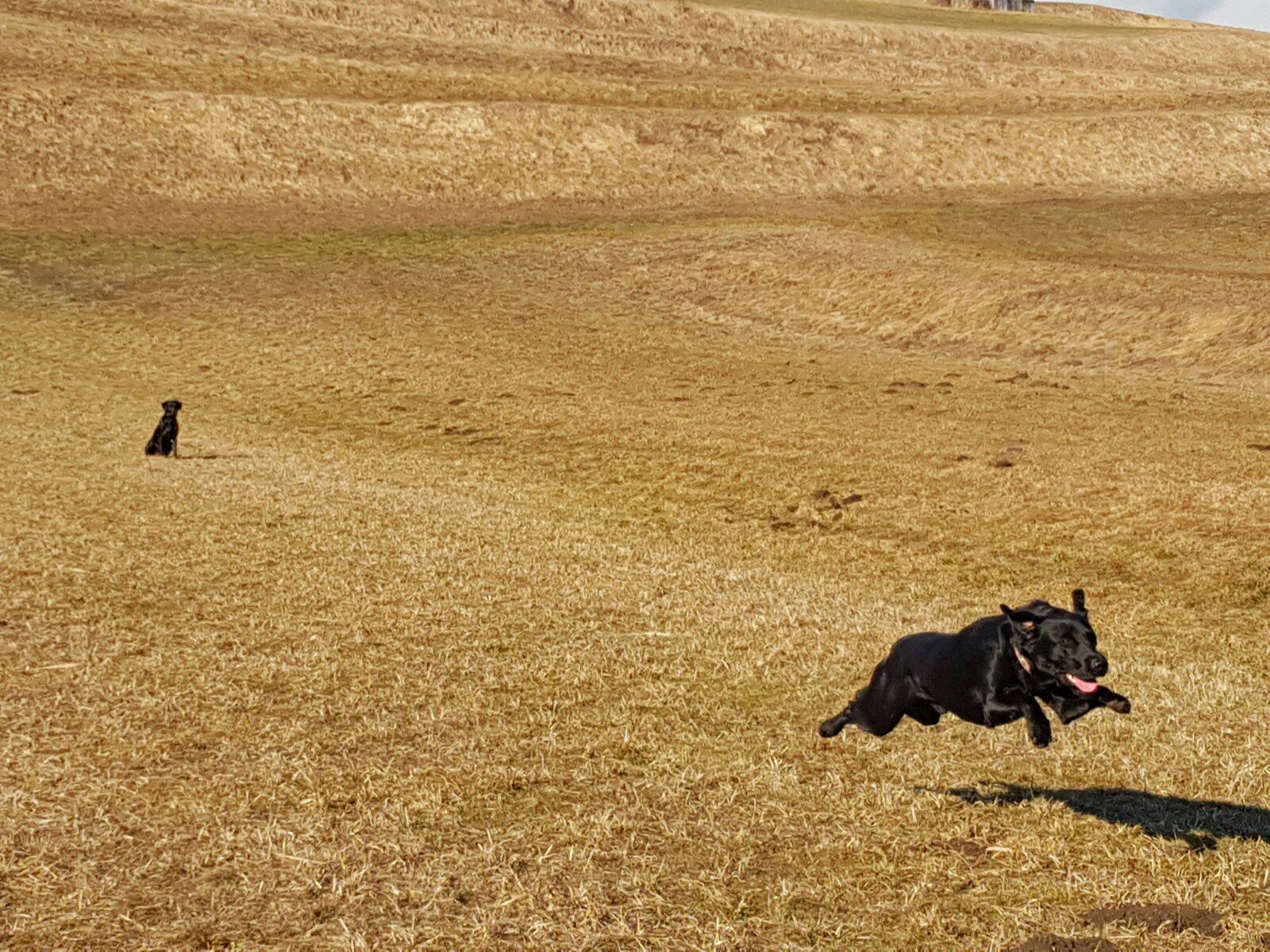 Cooper mit 1.5 Jahren beim Training (im Hintergrund Mama Sage)