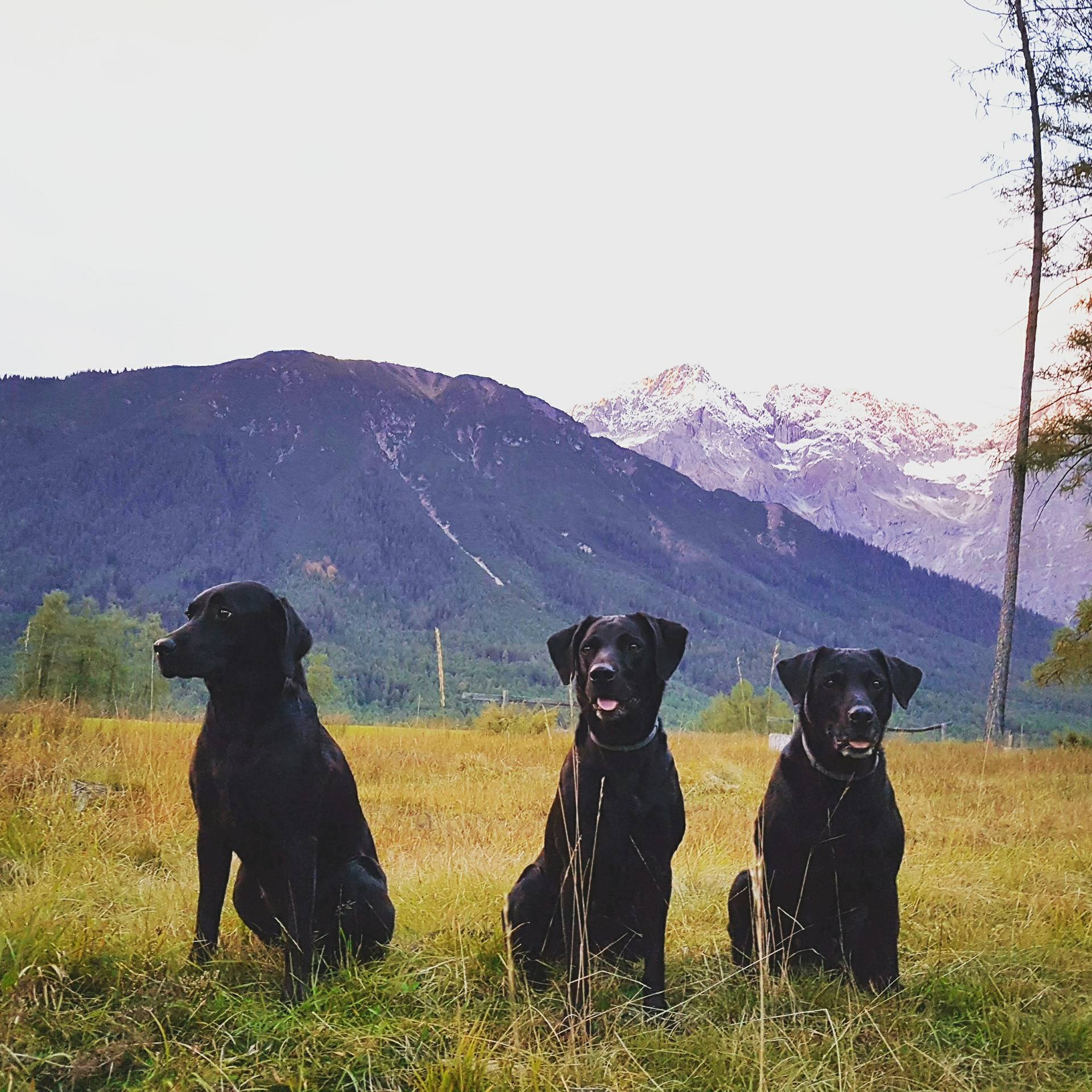 Dawn - Sage und Mama Ivy (Oktober 2017)