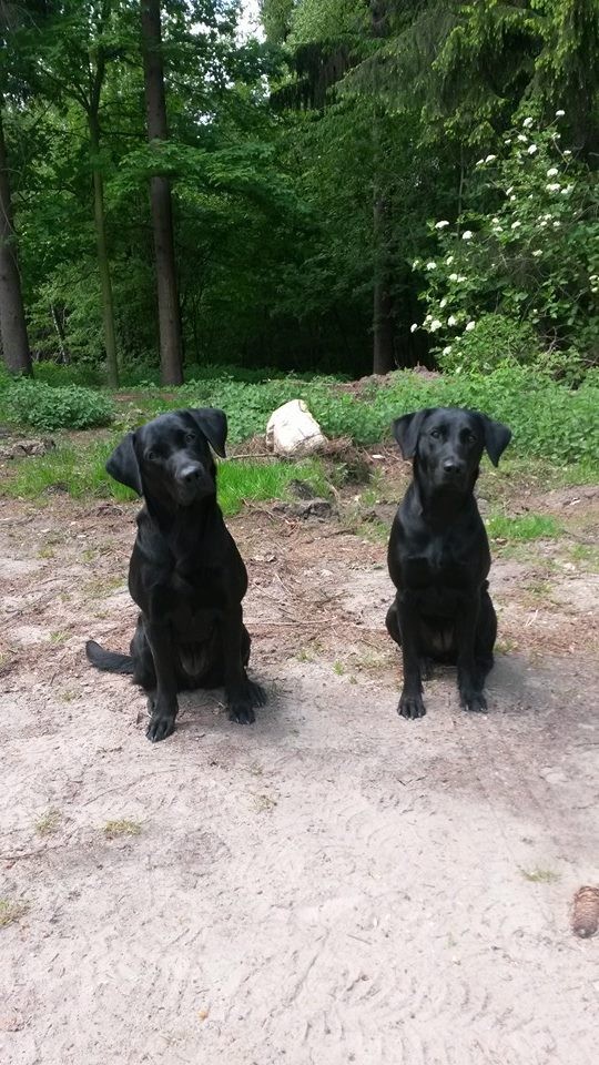 Baileys (re) mit ihrer Schwester Lotte (li) beim ersten Working Test - 1 Jahr alt