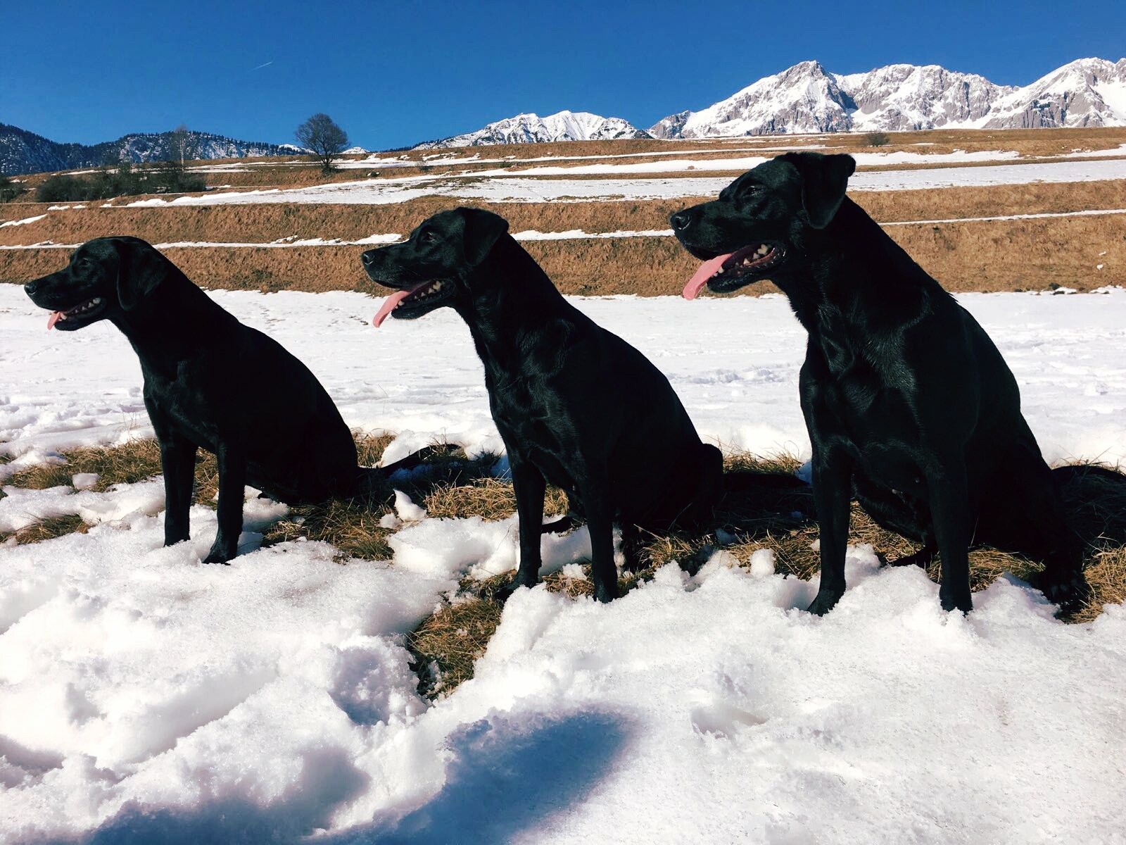 Dawn mit 8 Monaten zu Besuch in Tirol: Dawn - Mama Ivy - Halbschwester Sage