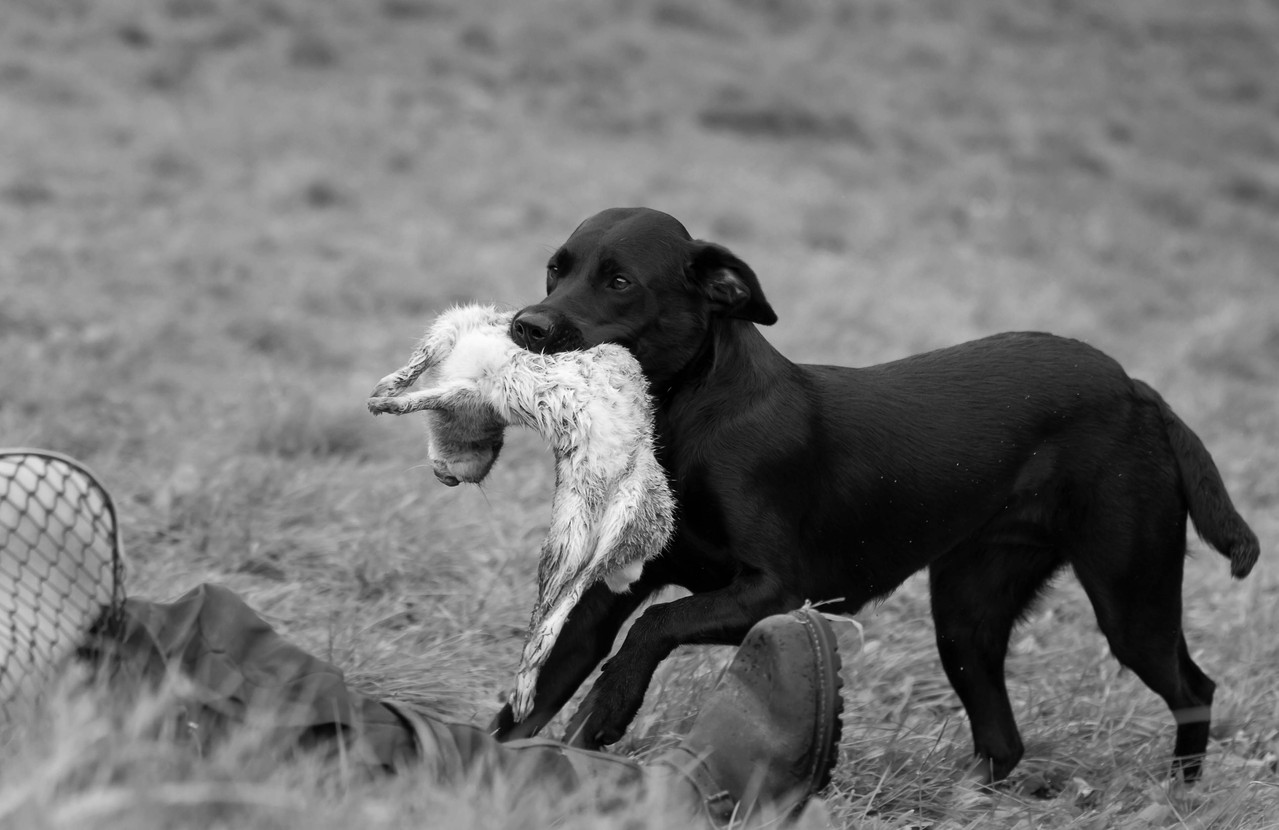 Sage mit 11 Monaten beim jagdlichen Training