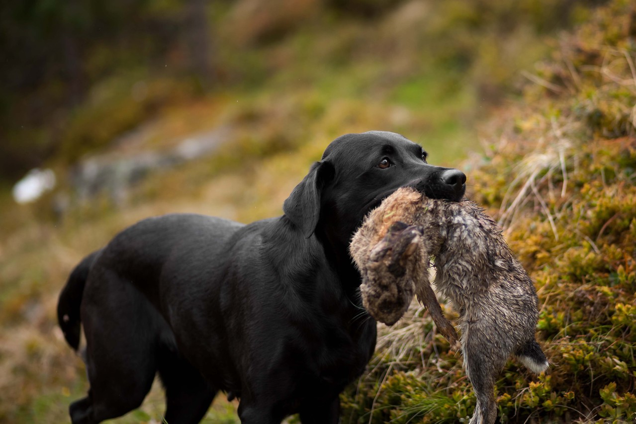 Ivy beim jagdlichen Training mit fast 4 Jahren 