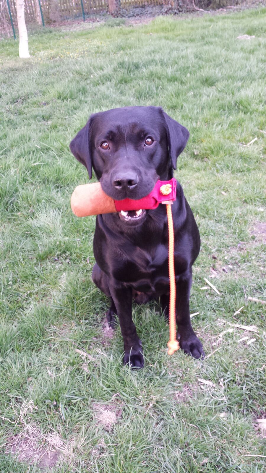 Baxter mit 2 Jahren