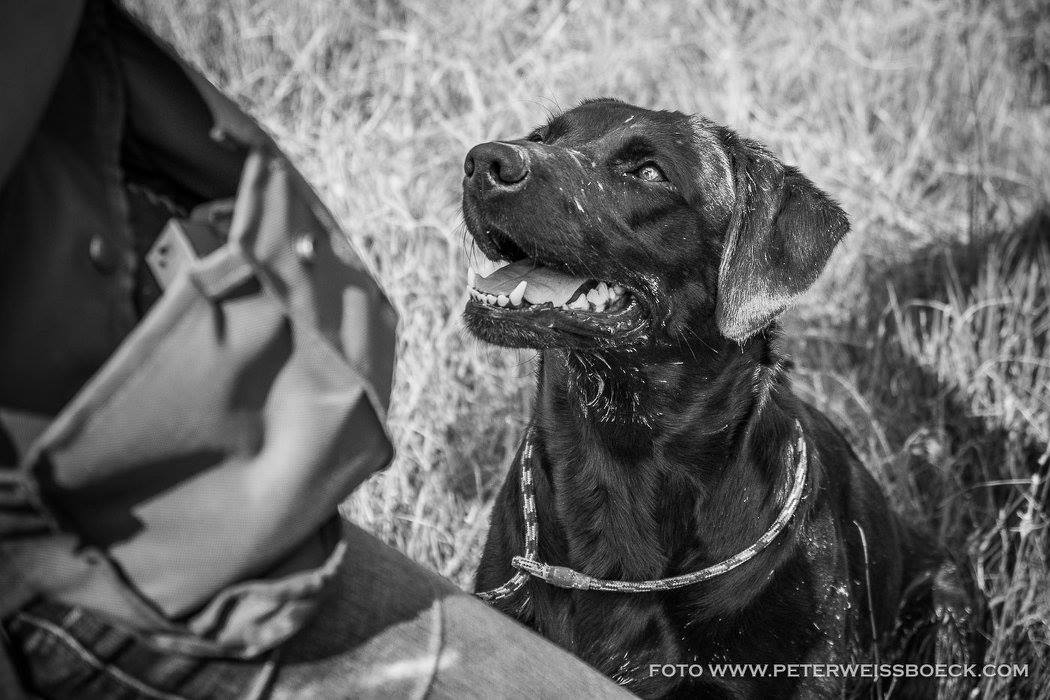 Sage beim Dummy Trial in St. Ulrich am Pillersee (August 2016)