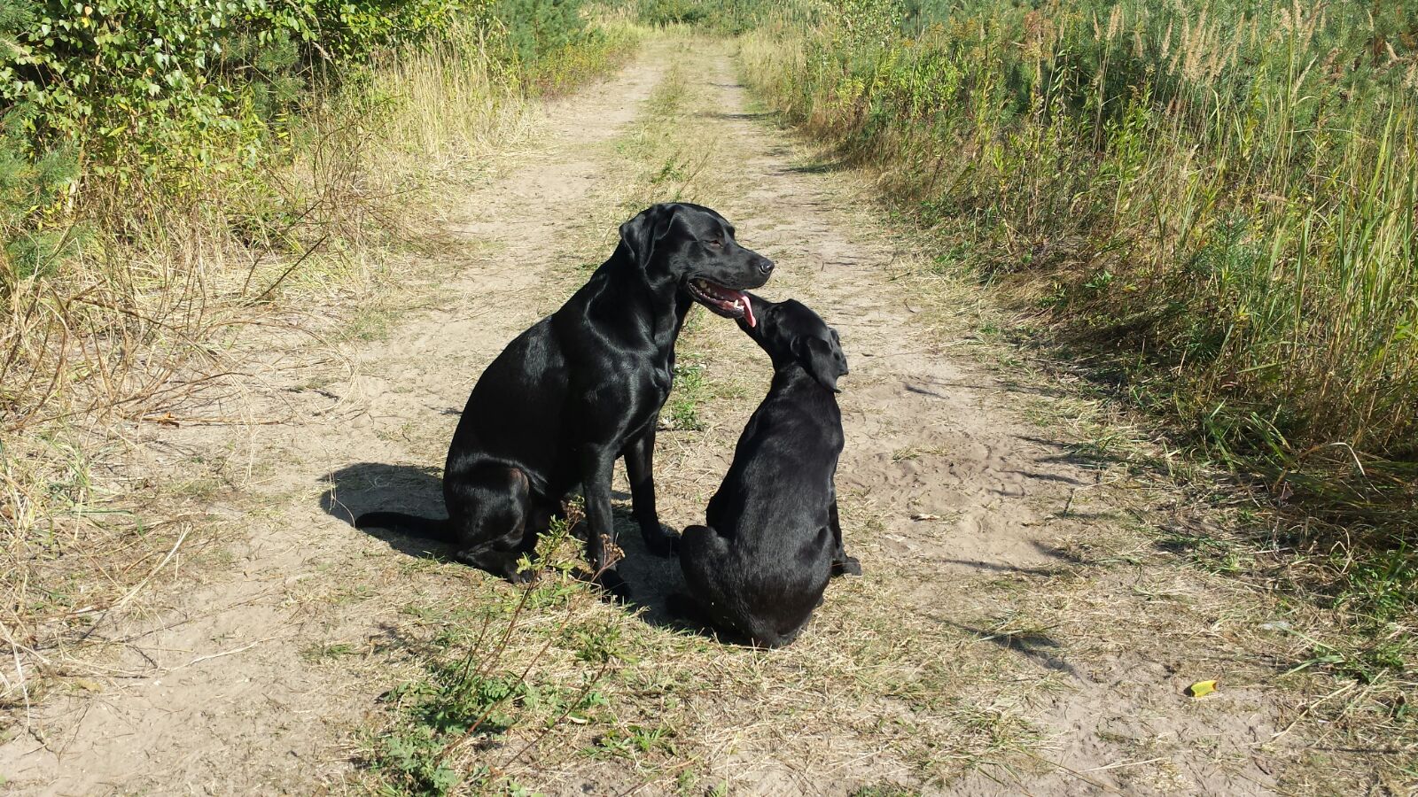 Dawn mit Halbbruder Baxter aus dem B-Wurf