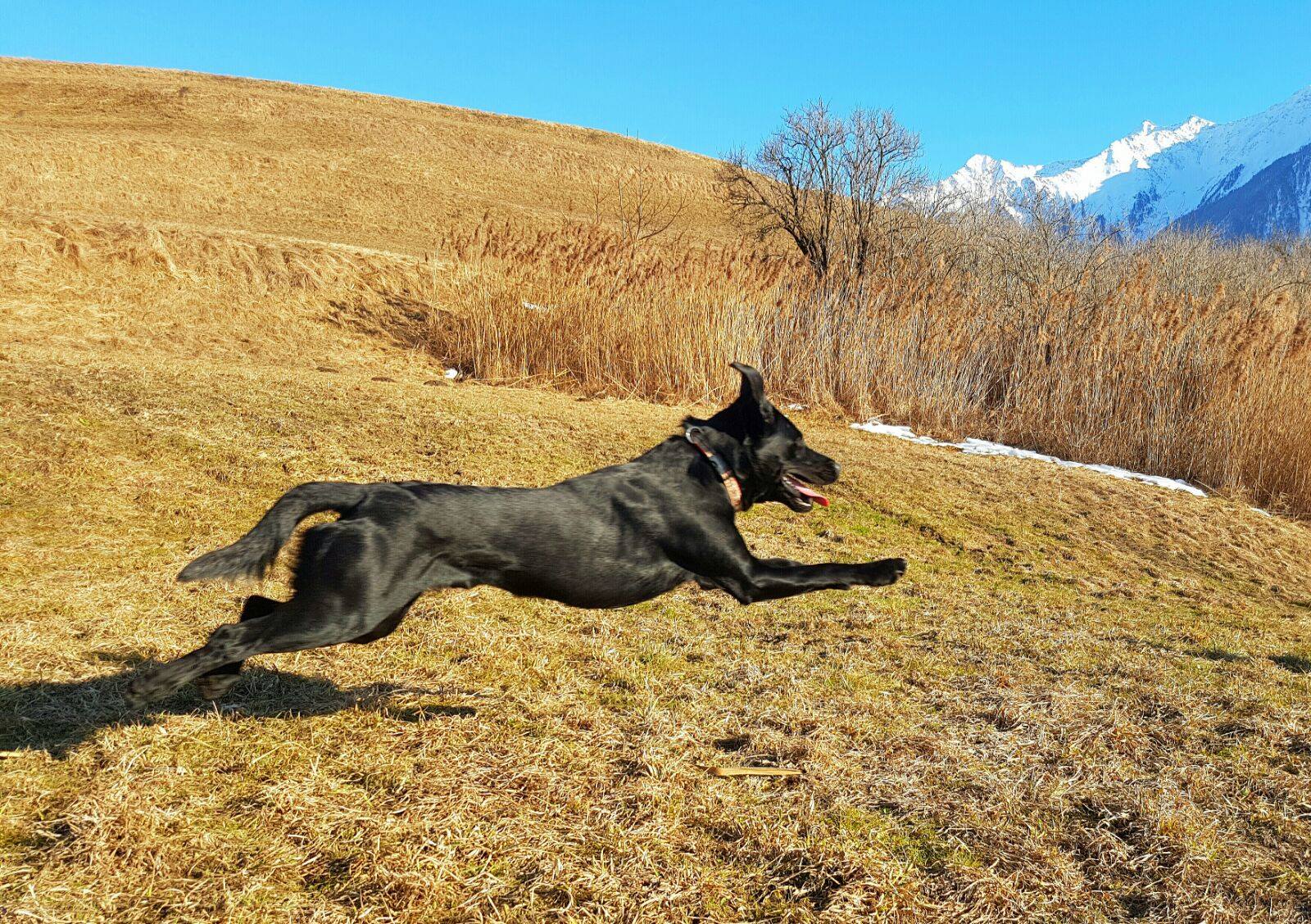 Cooper mit 1.5 Jahren beim Training