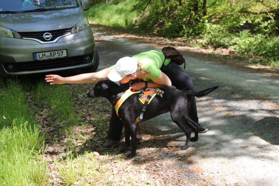 Bailey bei der Ausbildung zum Rettungshund mit 2 Jahren