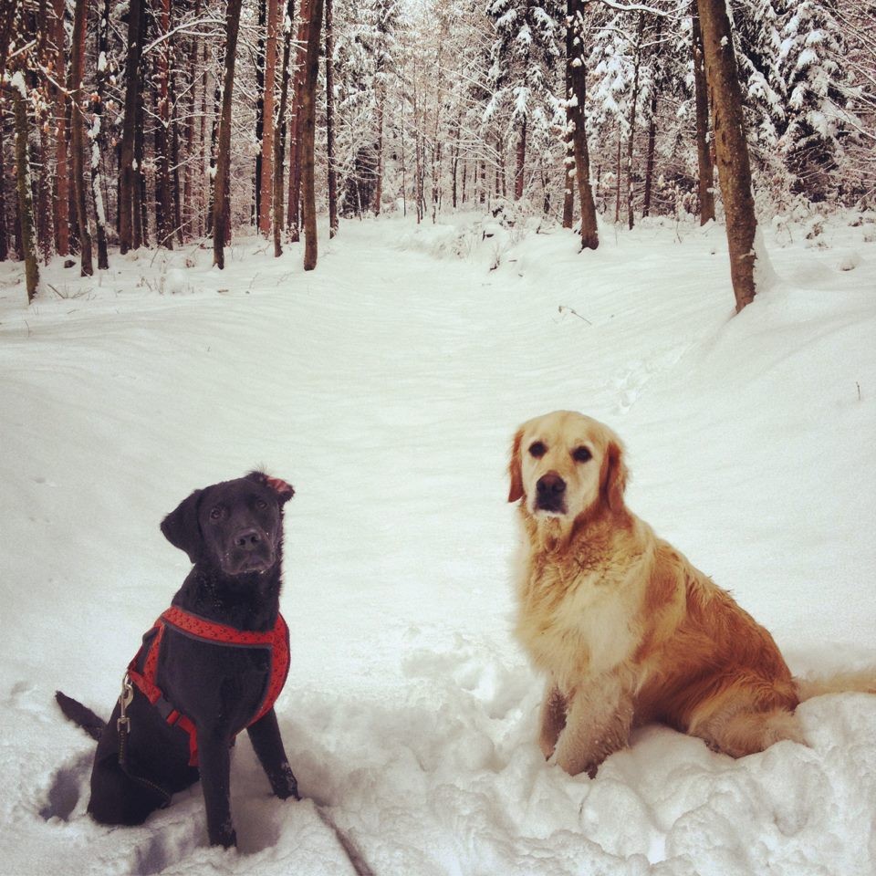 Murphy (6.5 Monate) und Ally im Schnee