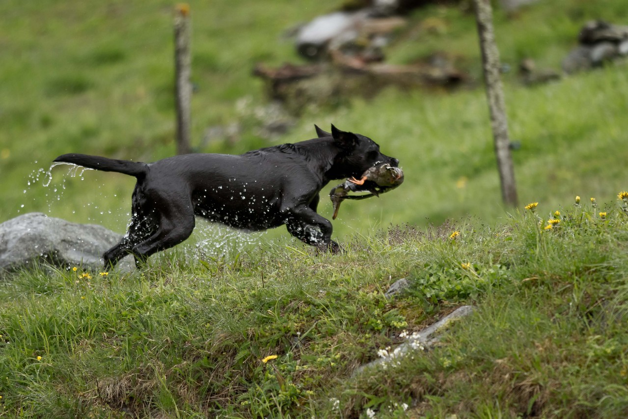 Ivy beim jagdlichen Training mit fast 4 Jahren 