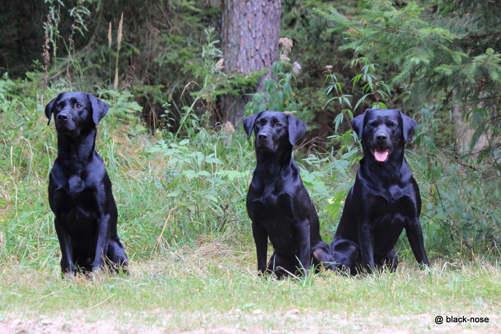 Django - Lotte - Baxter: Geschwistertreffen bei der Newcomer Trophy 2016