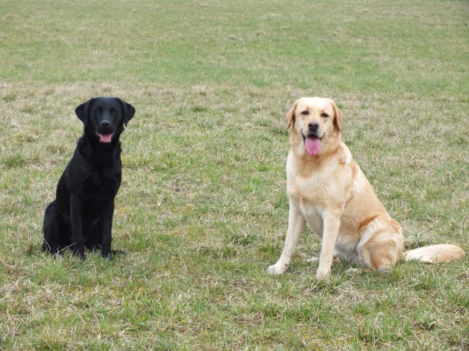 Clover mit 9 Monaten und Bonnie