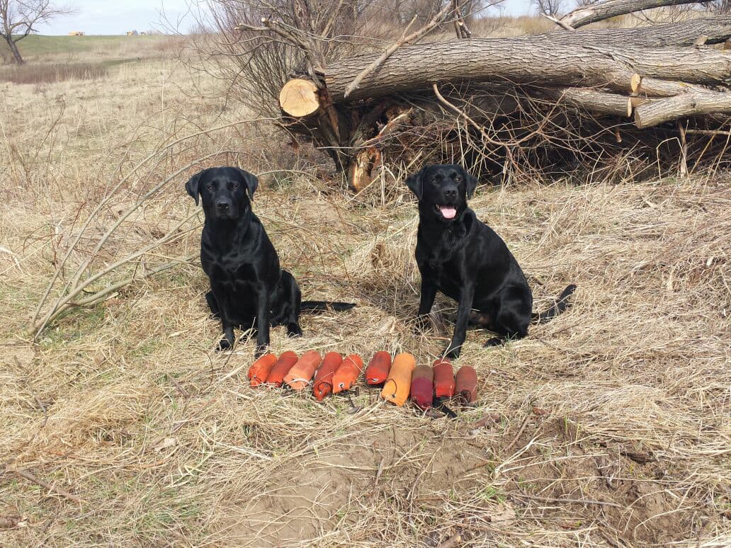 2 Brüder - Django und Baxter beim Training (Frühjahr 2018)